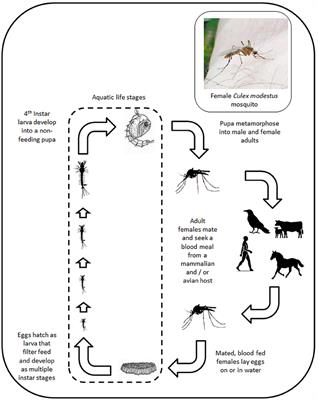 Emerging Threats to Animals in the United Kingdom by Arthropod-Borne Diseases